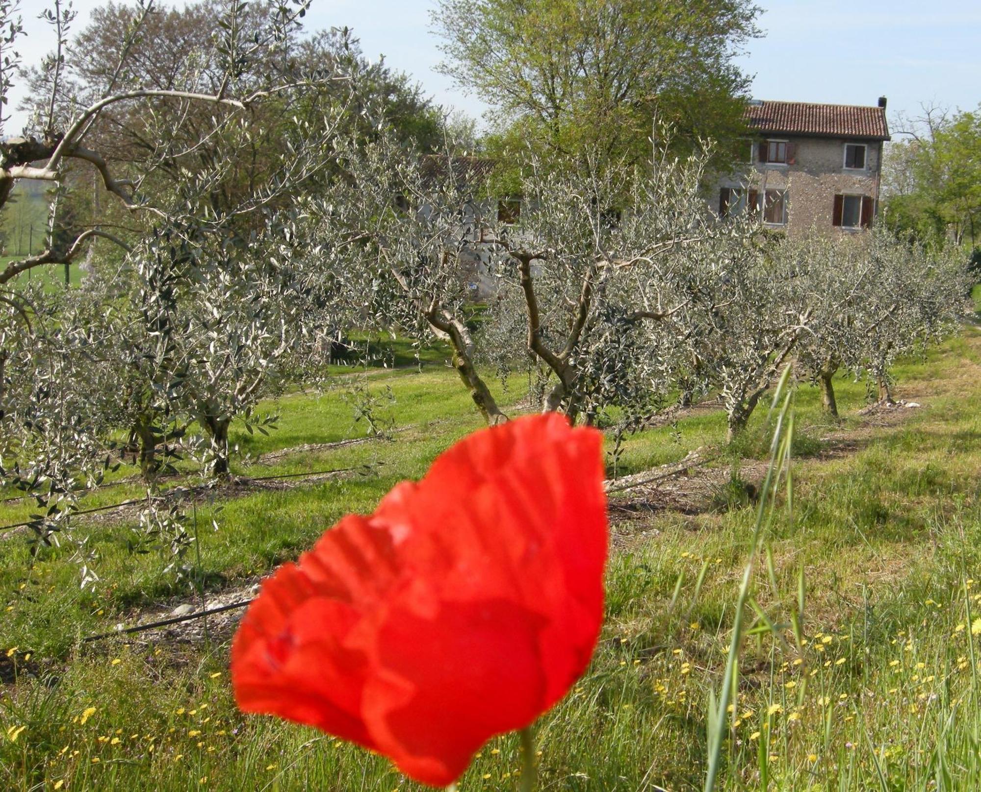 I Vigneti Bed & Breakfast Salionze Bagian luar foto